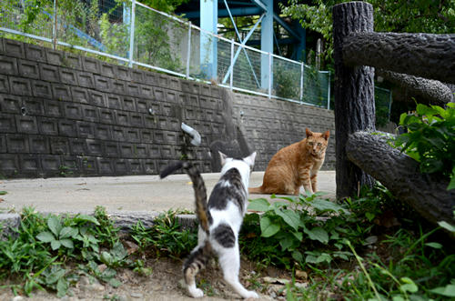 茶トラチビちゃんとキジ白子猫