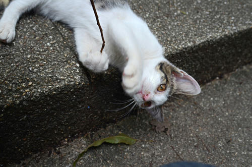 キジ白子猫