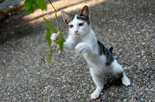 キジ白子猫