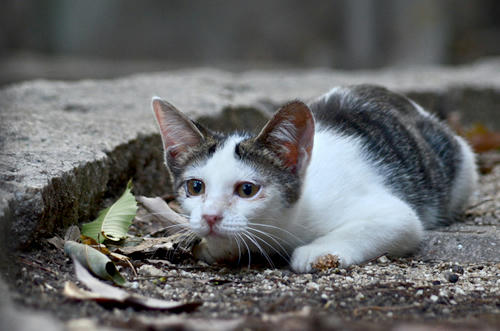 キジ白子猫