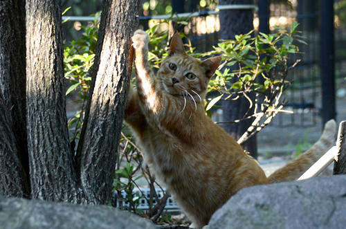茶トラチビちゃん・キジ白子猫