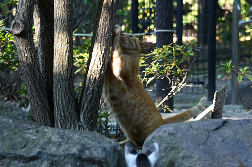 茶トラチビちゃん・キジ白子猫