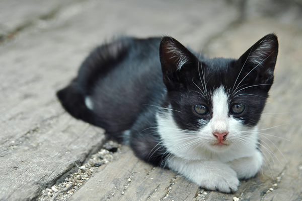 はちわれ猫子猫