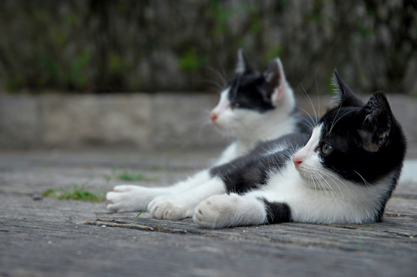 はちわれ猫子猫