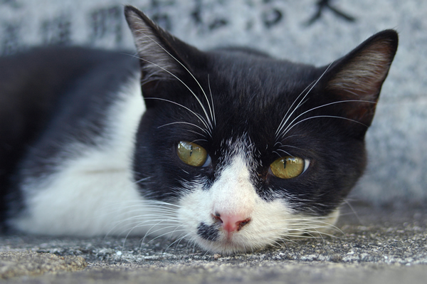 ハチわれ猫キーちゃん