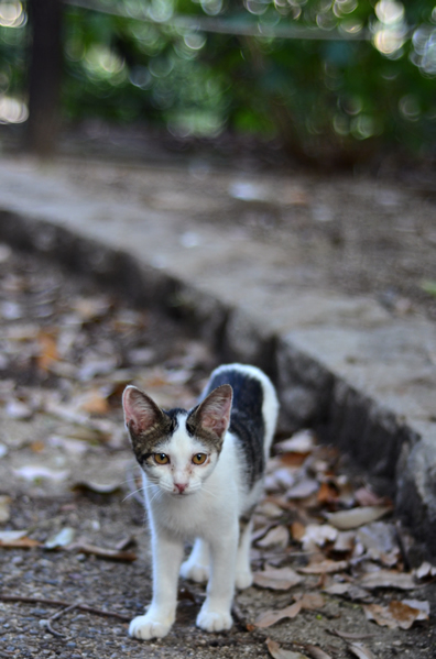 キジ白子猫・なっちゃん