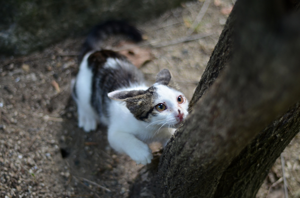 キジ白子猫・なっちゃん