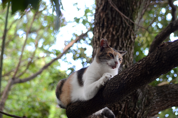 三毛猫・ミケちゃん