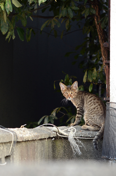 キジトラ猫・子猫