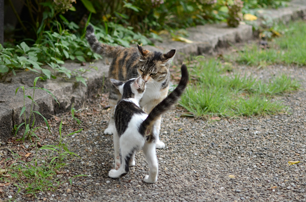 縞ミケ猫キジ白猫子猫・トモちゃんとなっちゃん