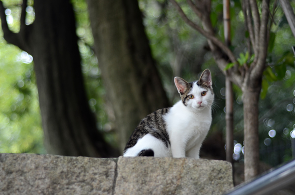 キジ白子猫・なっちゃん