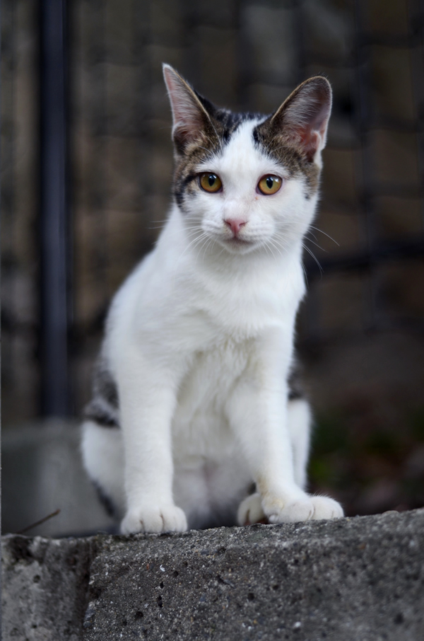 キジ白子猫・なっちゃん