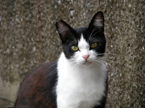 はちわれ猫・パンダちゃん