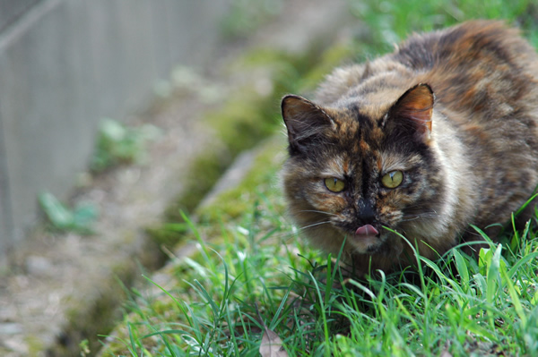 サビ猫