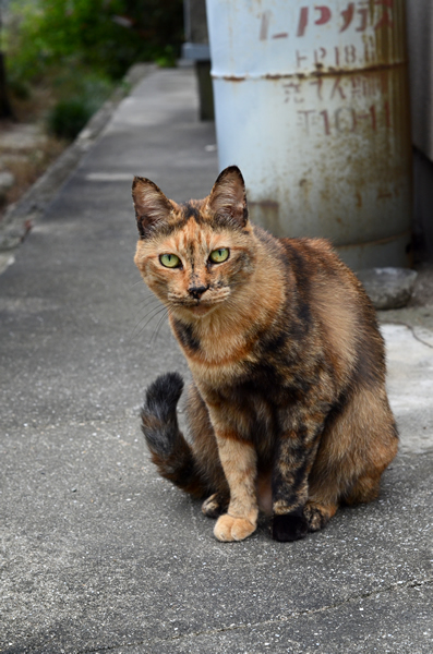 サビ猫