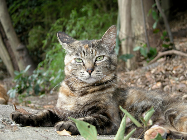 サビ猫・アイちゃん