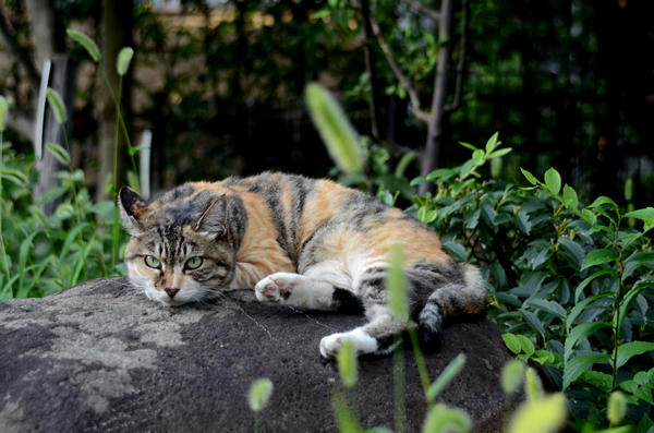 縞三毛猫・トモちゃん