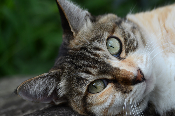 縞三毛猫・トモちゃん