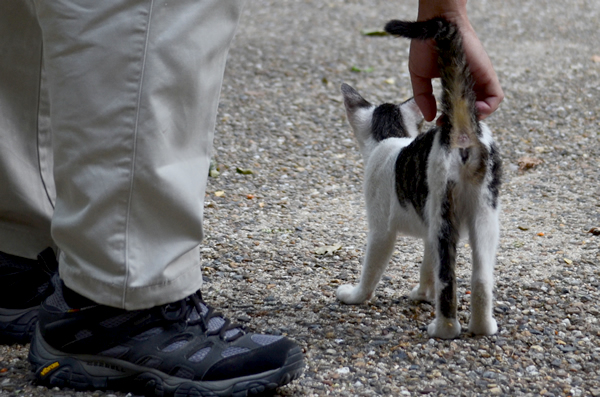 キジ白猫子猫・なっちゃん