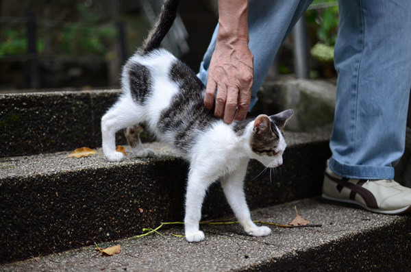 キジ白猫子猫・なっちゃん