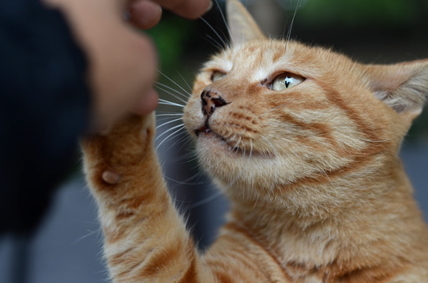 茶トラ猫・チビちゃん