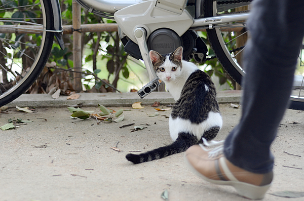 キジ白猫子猫・なっちゃん