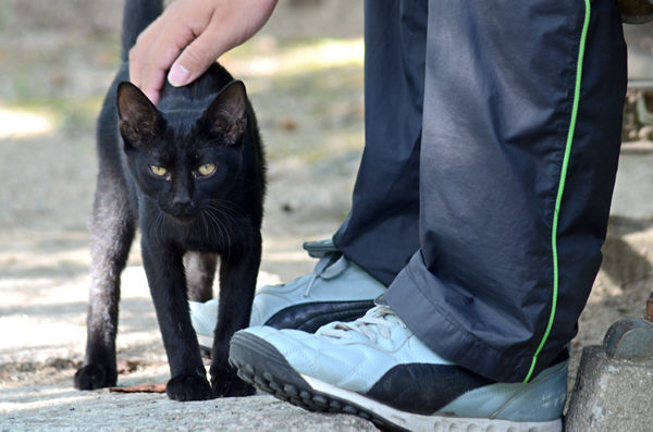 黒猫