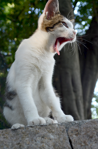 キジ白猫子猫・なっちゃん