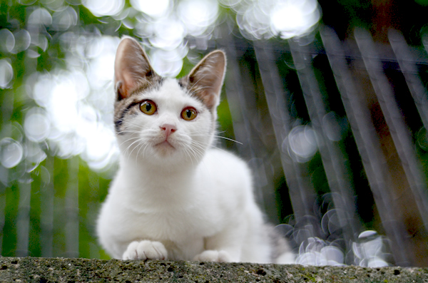 キジ白猫子猫・なっちゃん