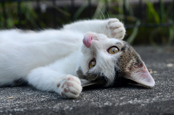 キジ白猫子猫・なっちゃん