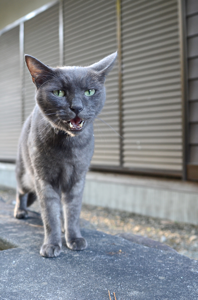 グレースモーク猫