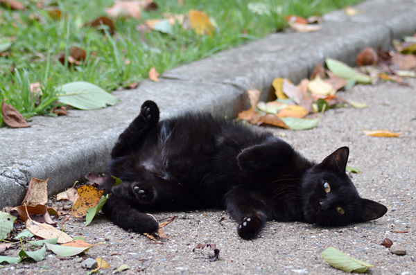 黒猫子猫