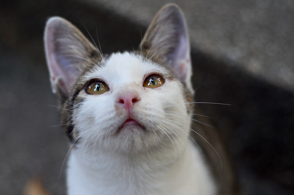 キジ白猫子猫なっちゃん