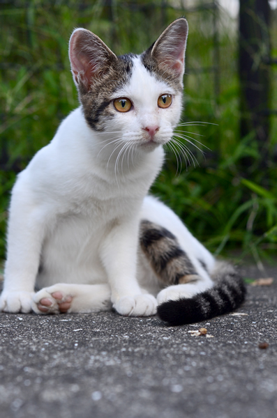 キジ白猫子猫なっちゃん