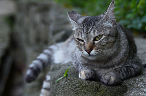 サバトラ猫ミコちゃん