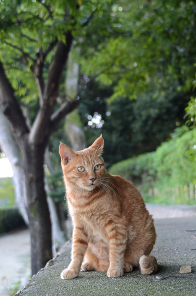 茶トラ猫チビちゃん