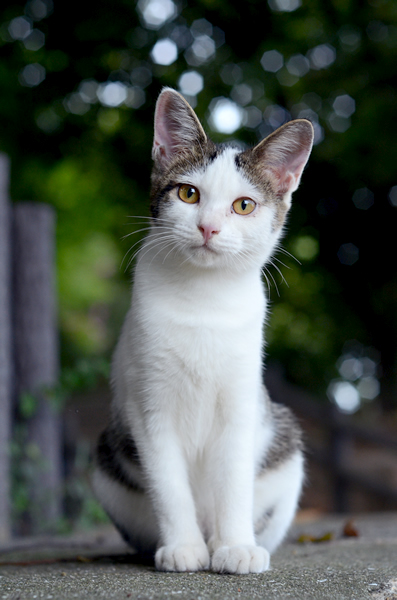 キジ白子猫なっちゃん