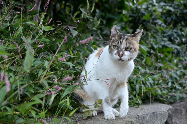 縞三毛猫サイちゃん