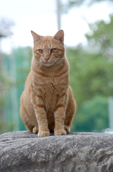 茶トラ猫