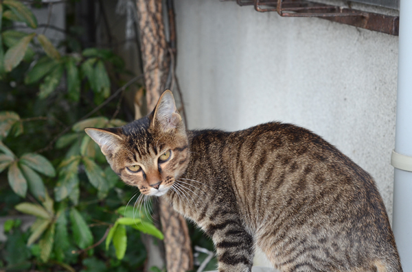 キジトラ猫子猫