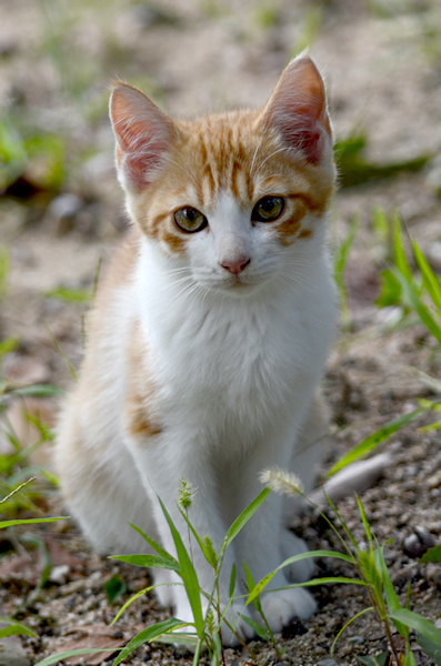 茶白猫子猫