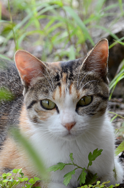 縞三毛猫お母さん