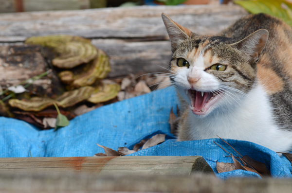 縞三毛猫お母さん