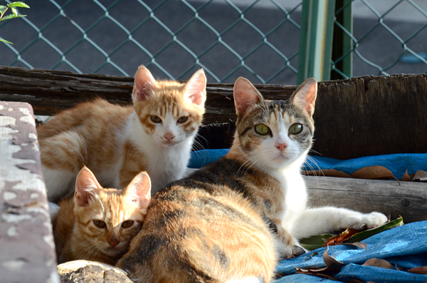 縞三毛猫・お母さん・茶白猫・茶トラ猫・子猫