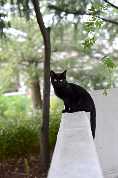 黒猫子猫