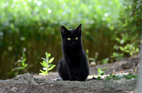 黒猫子猫