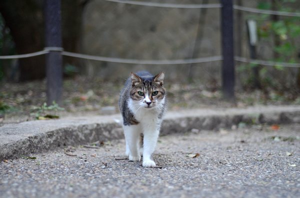 キジ白猫ミーちゃん