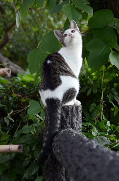 キジ白猫子猫・なっちゃん