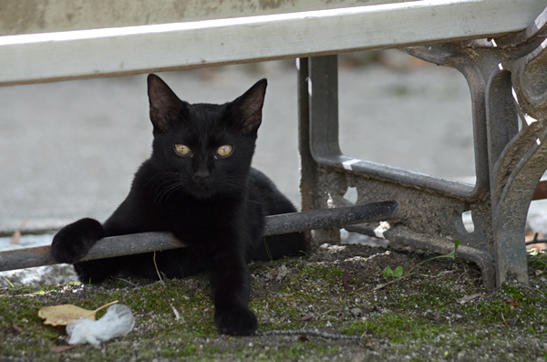 黒猫　ベンチ