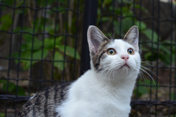 キジ白猫　子猫　なっちゃん